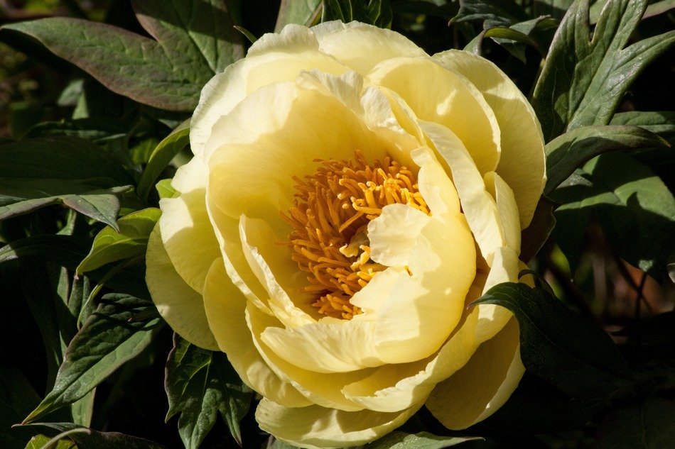 Yellow peony double flower free image download