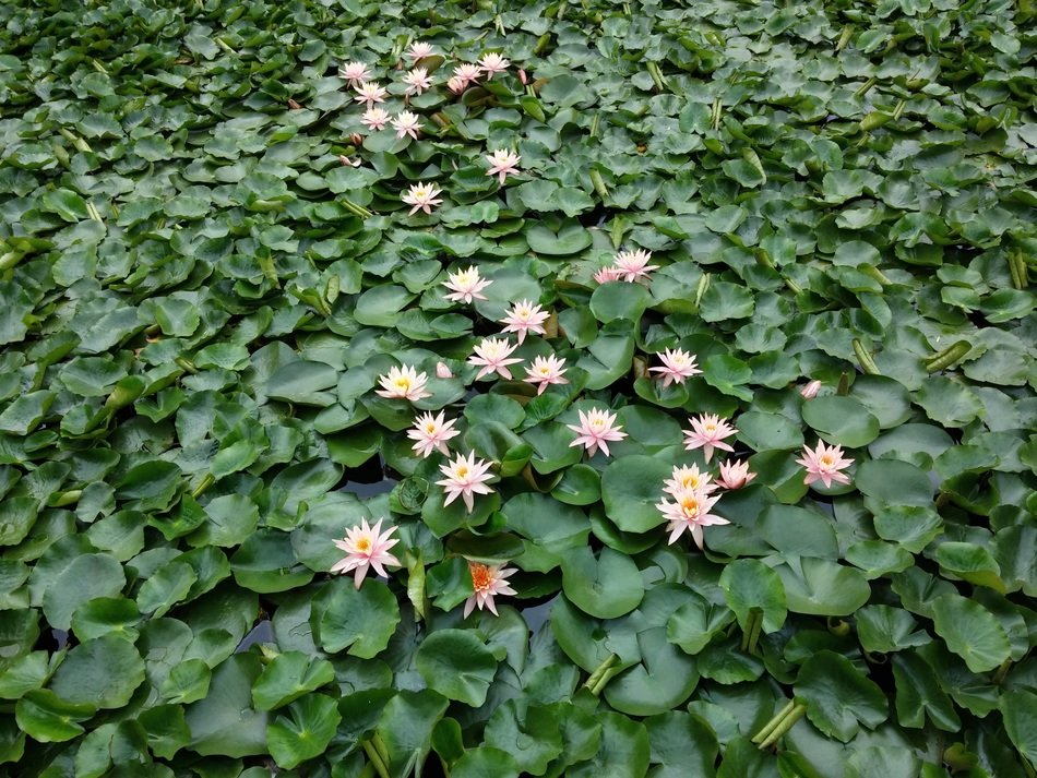 Water lilies plant free image download