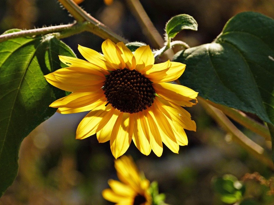 Yellow sunflower with seeds free image download