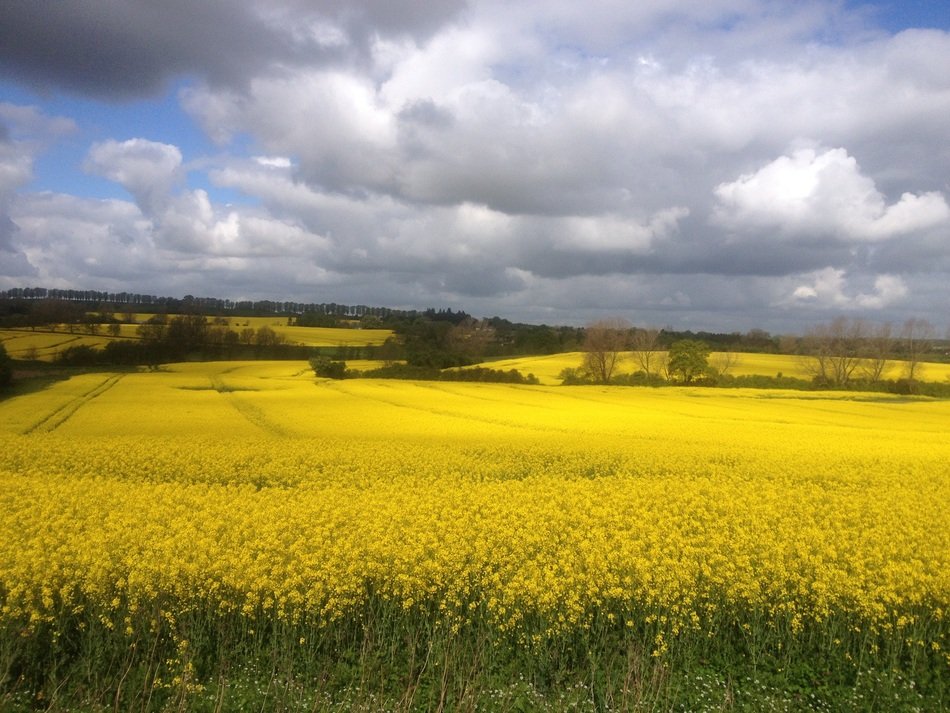 A field of yellow flowers free image download
