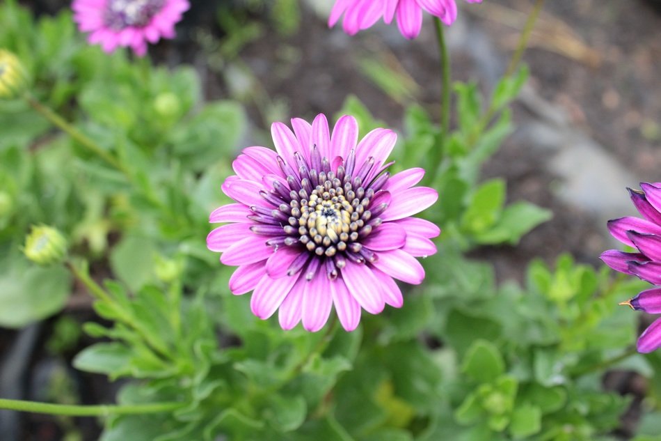 Purple daisy flowers free image download