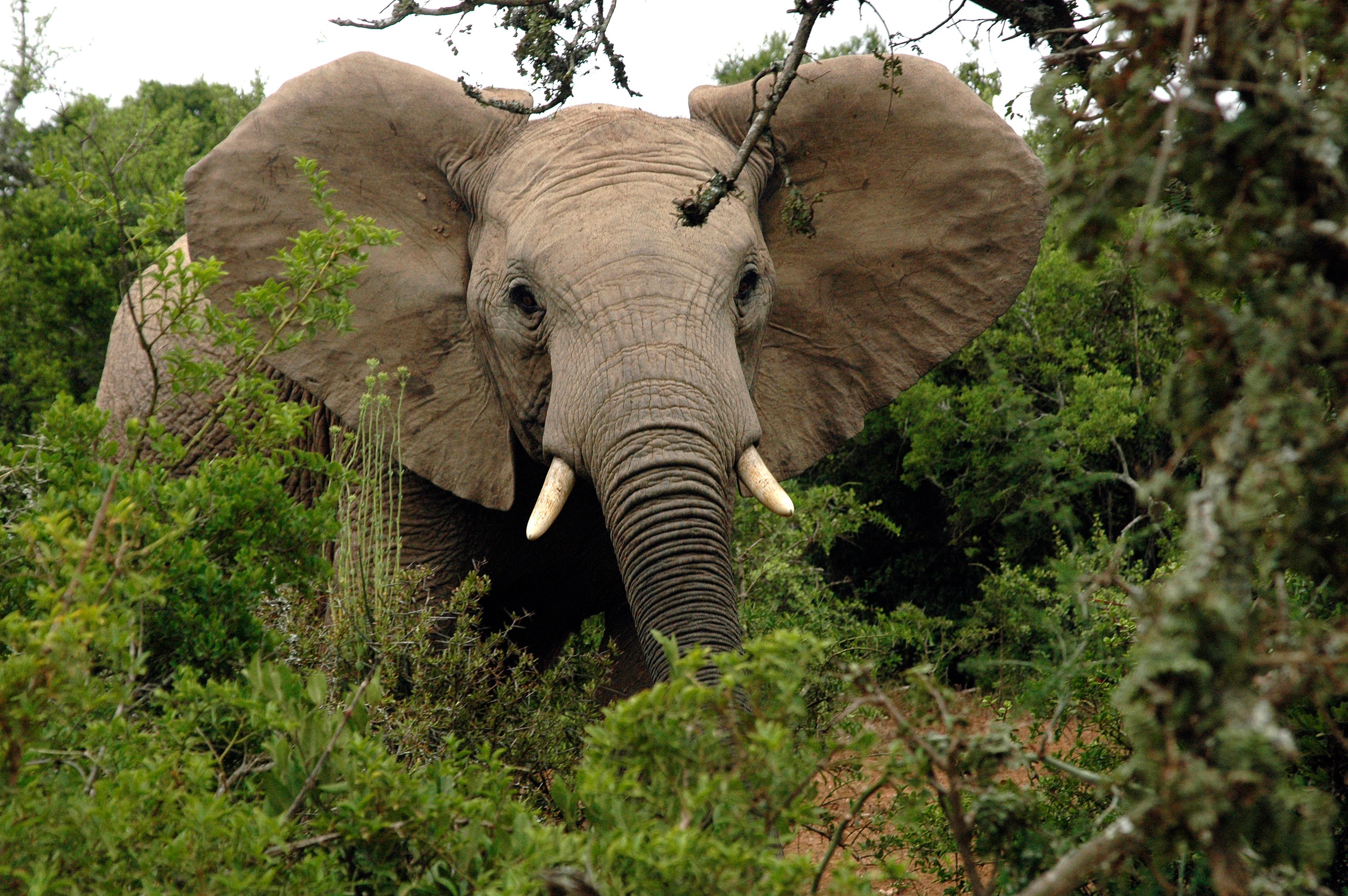 African elephant with tusks in the wild free image download
