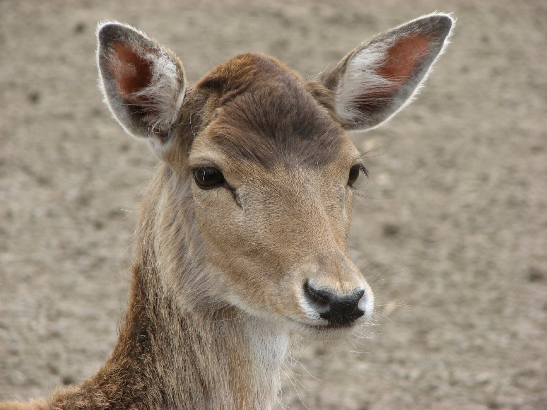 Cute wild deer head free image download