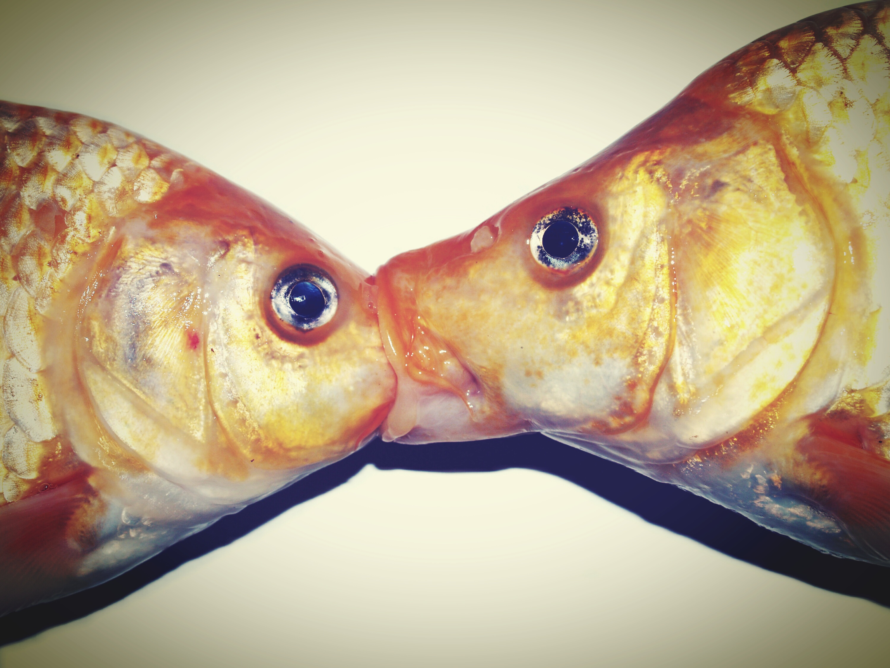 Fish kiss closeup free image download