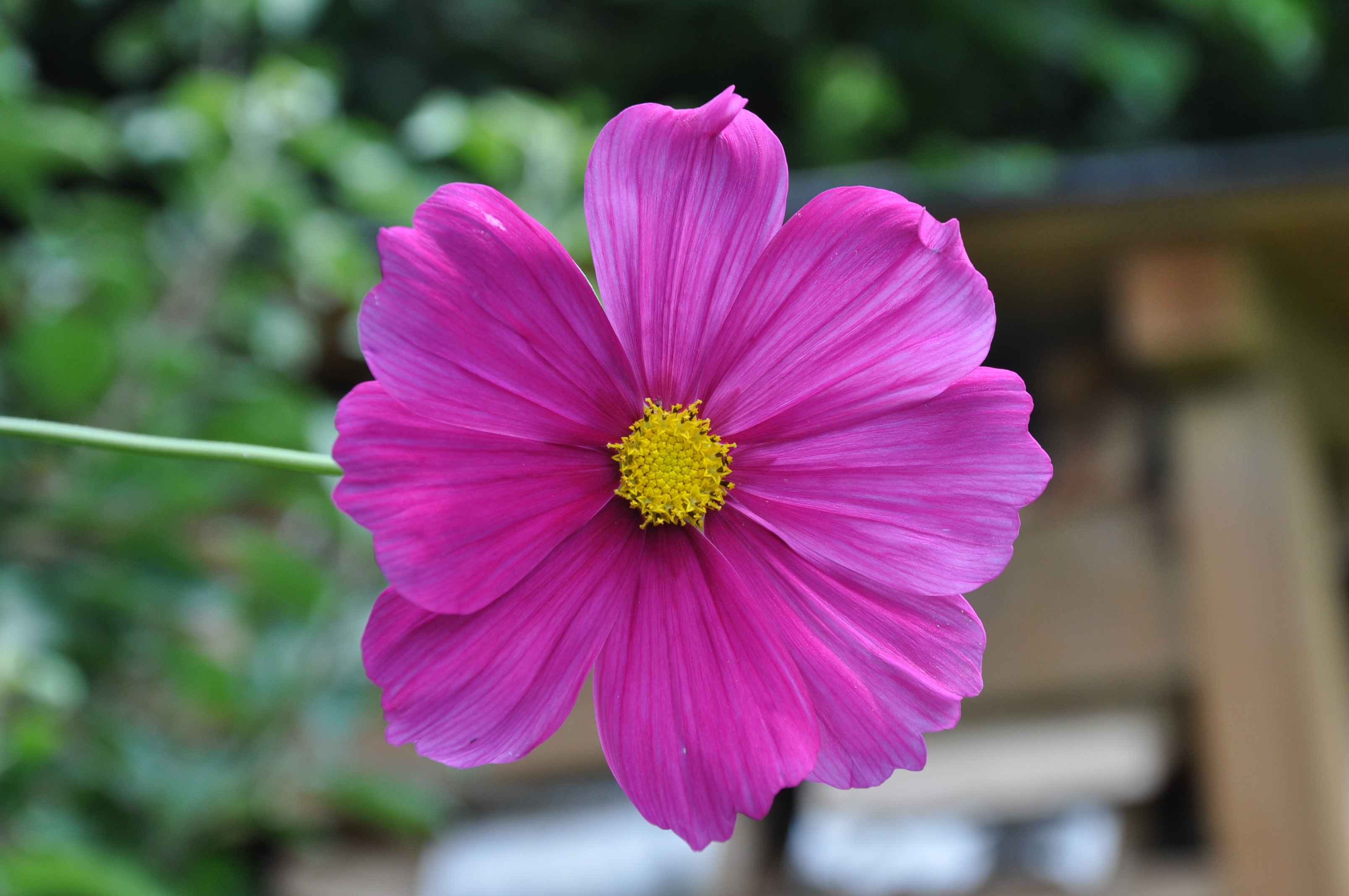 Beautiful pink flower grows in the garden free image download
