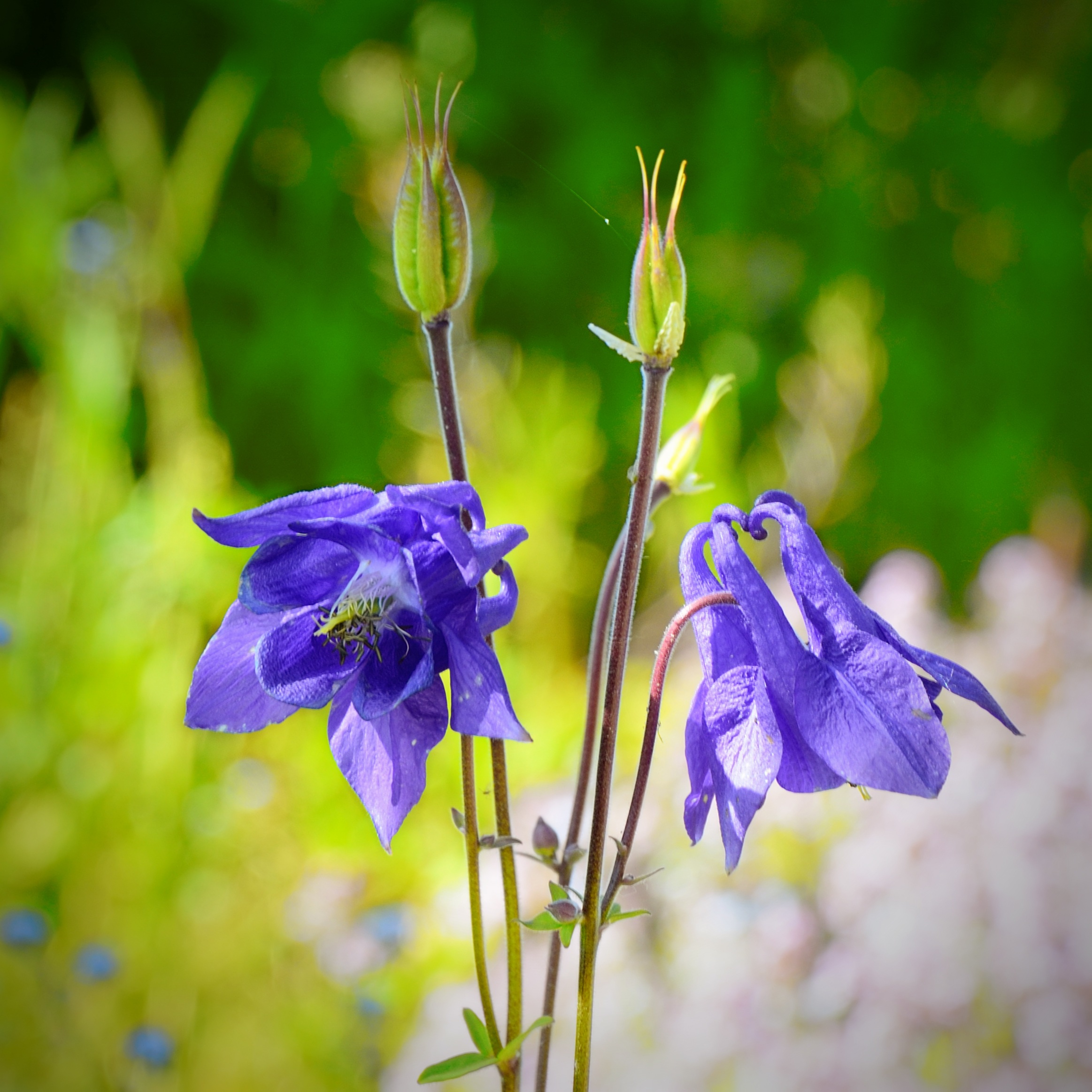 Blue flower in a forest glade free image download
