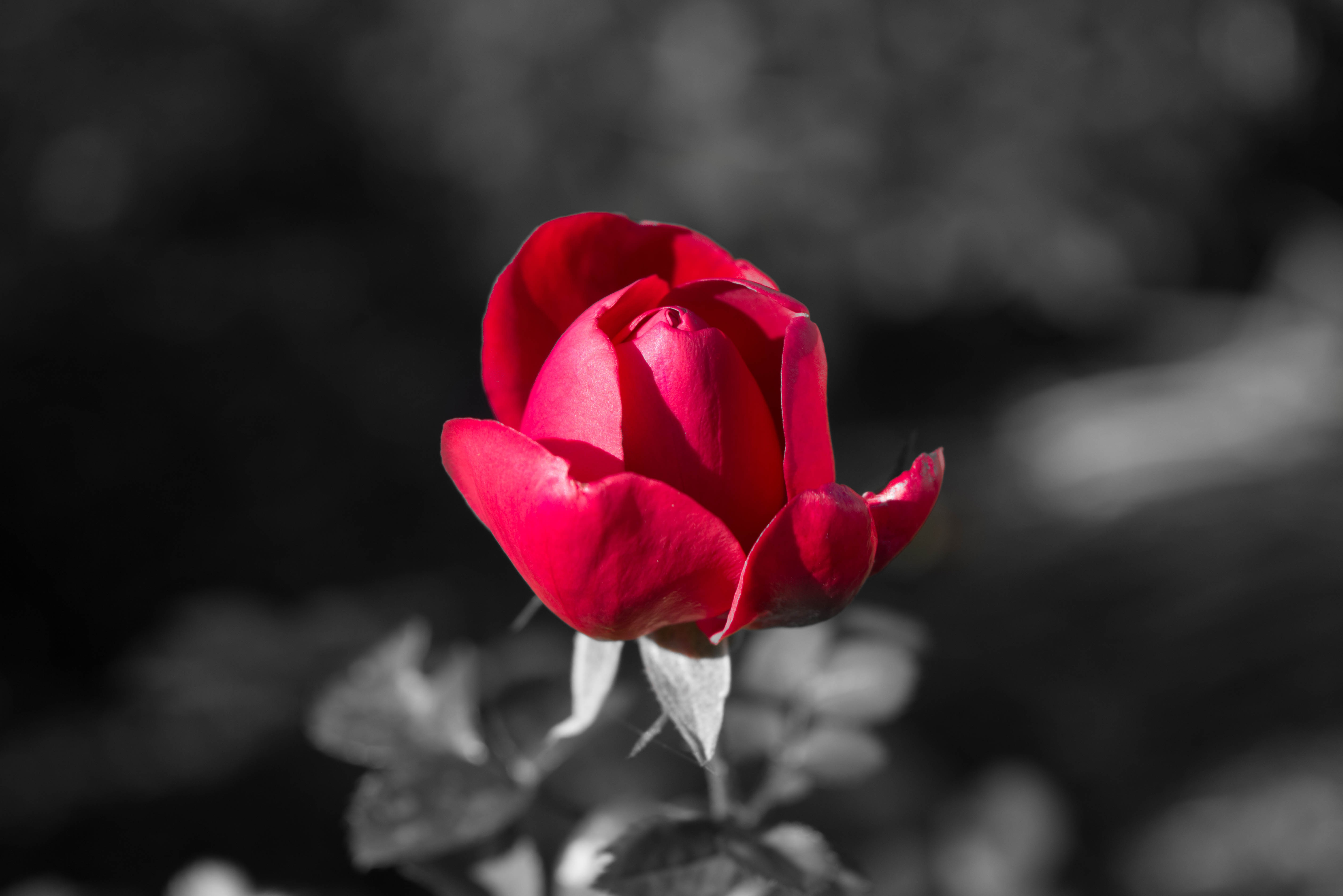 Black White And Red Rose Wallpaper Download beautiful hd wallpaper