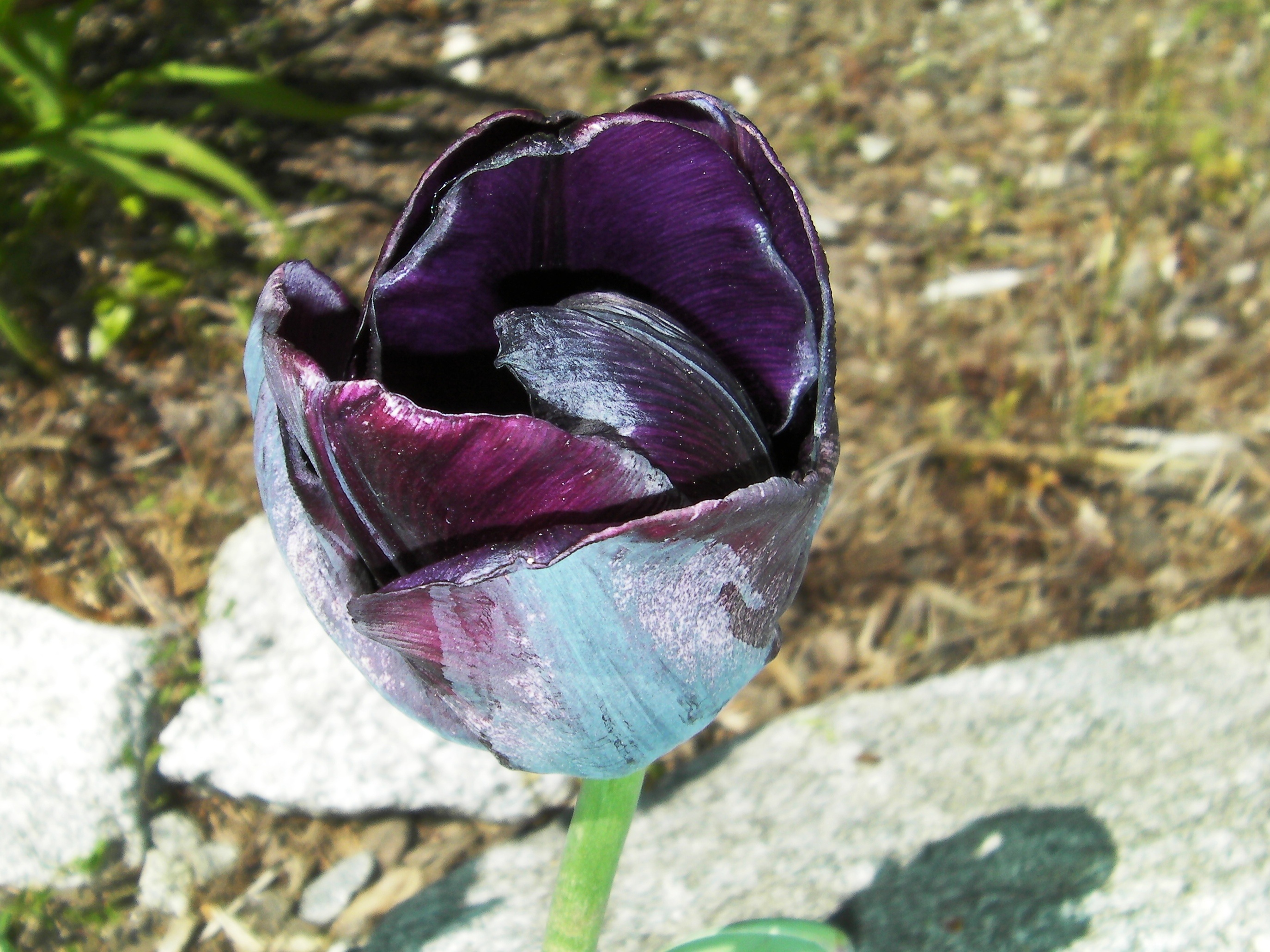 Photo of the black tulip free image download