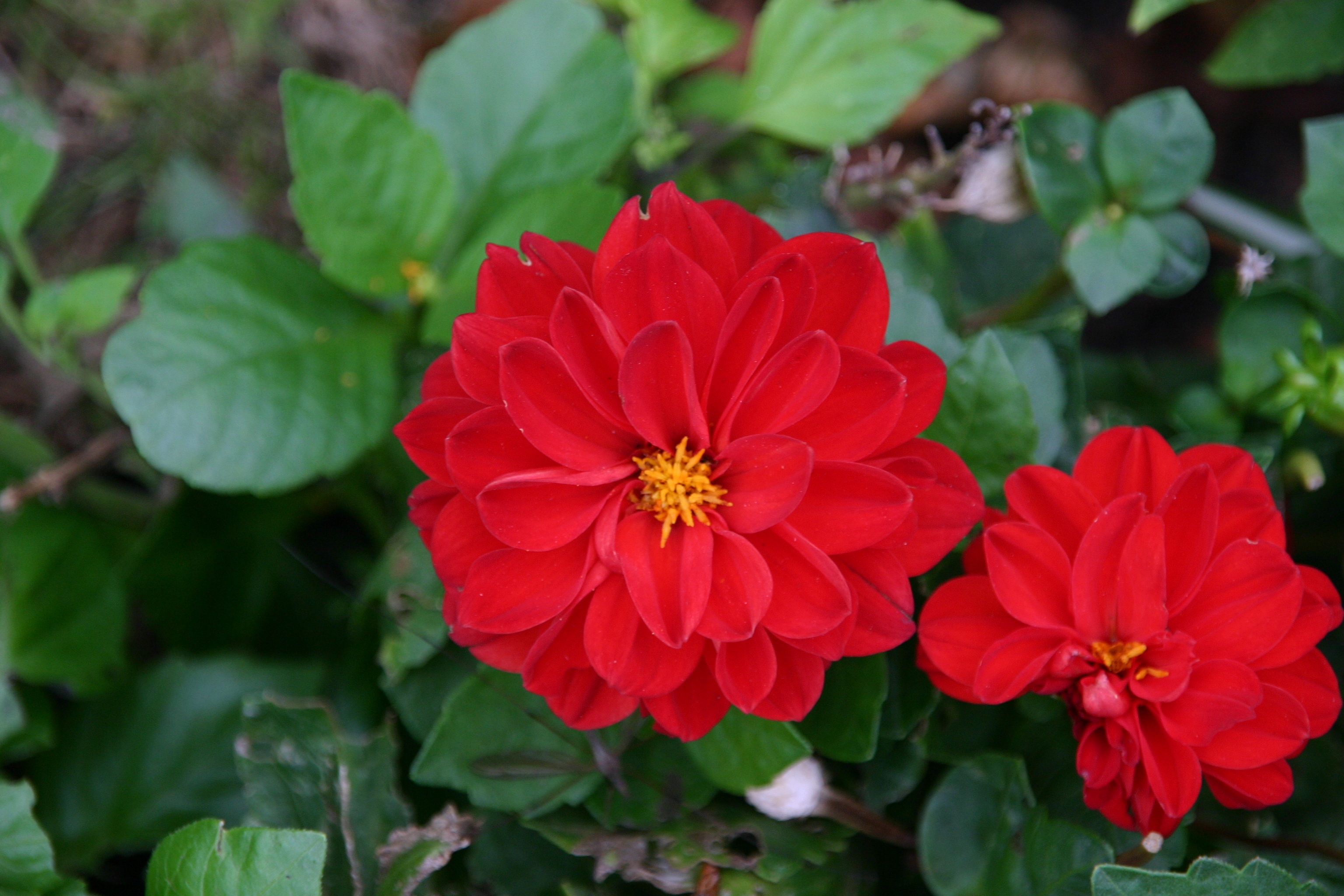 Red garden flowers on a bush closeup free image download