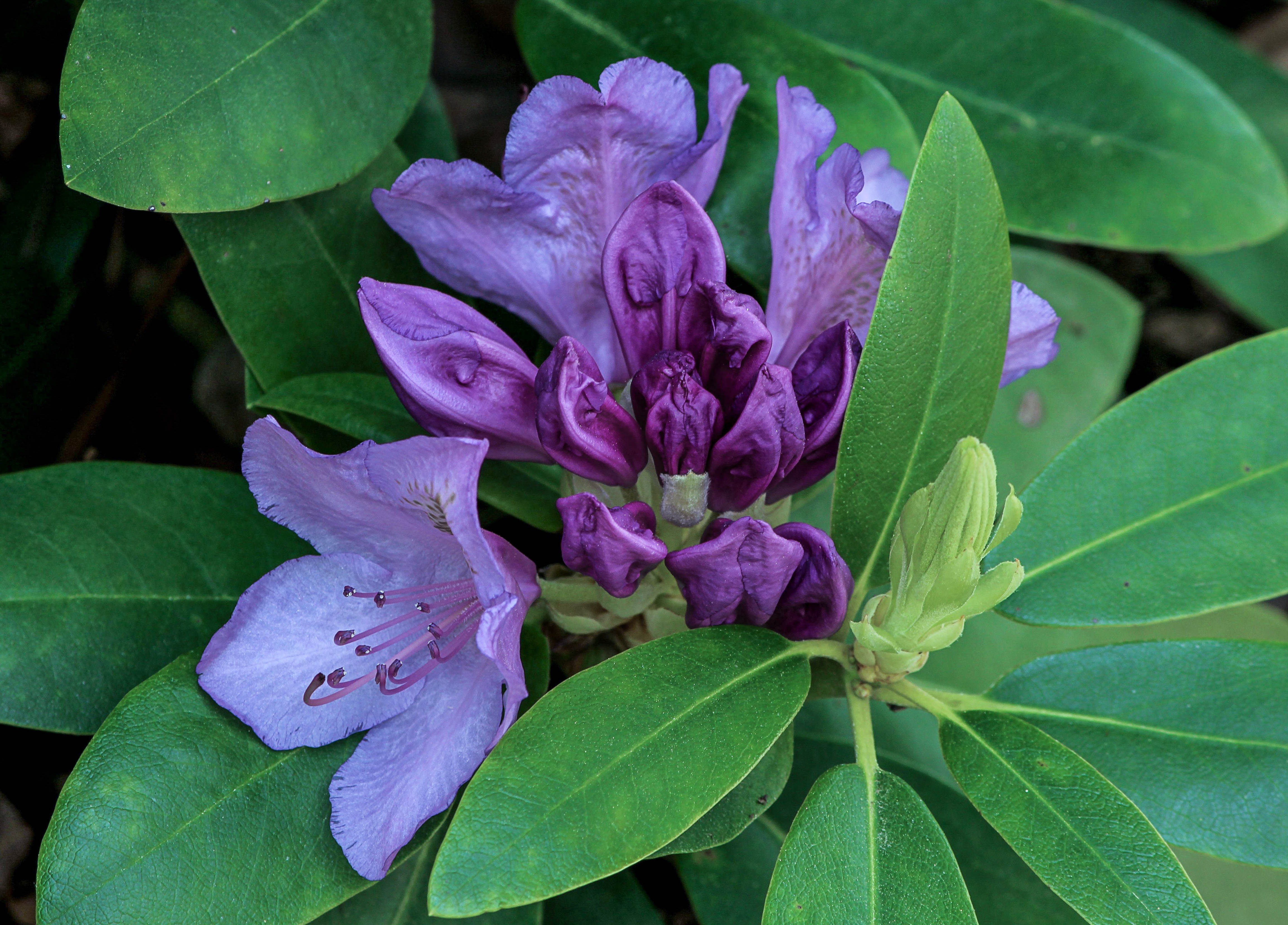 Violet rhododendron flowers free image download
