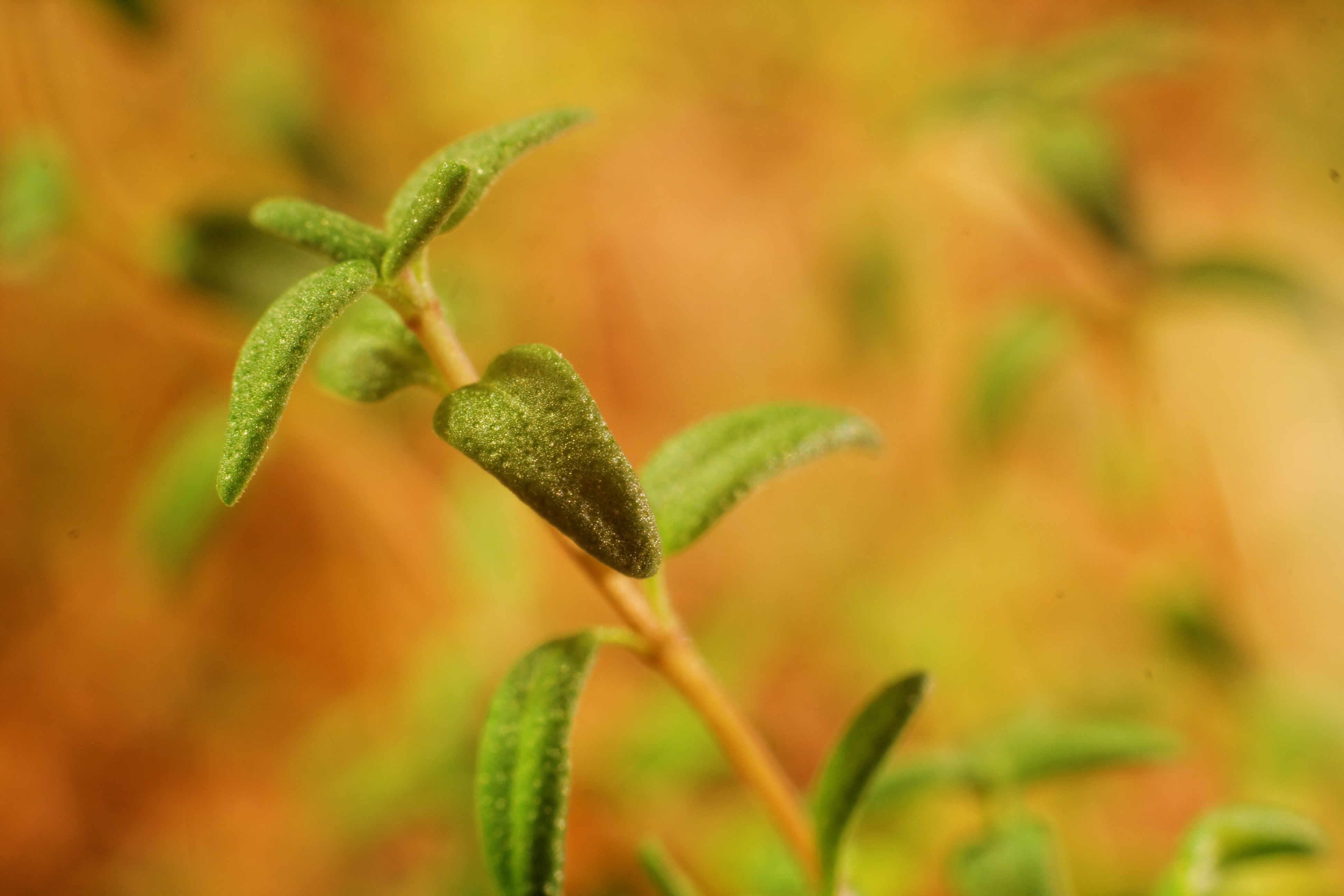 Thyme plant free image download