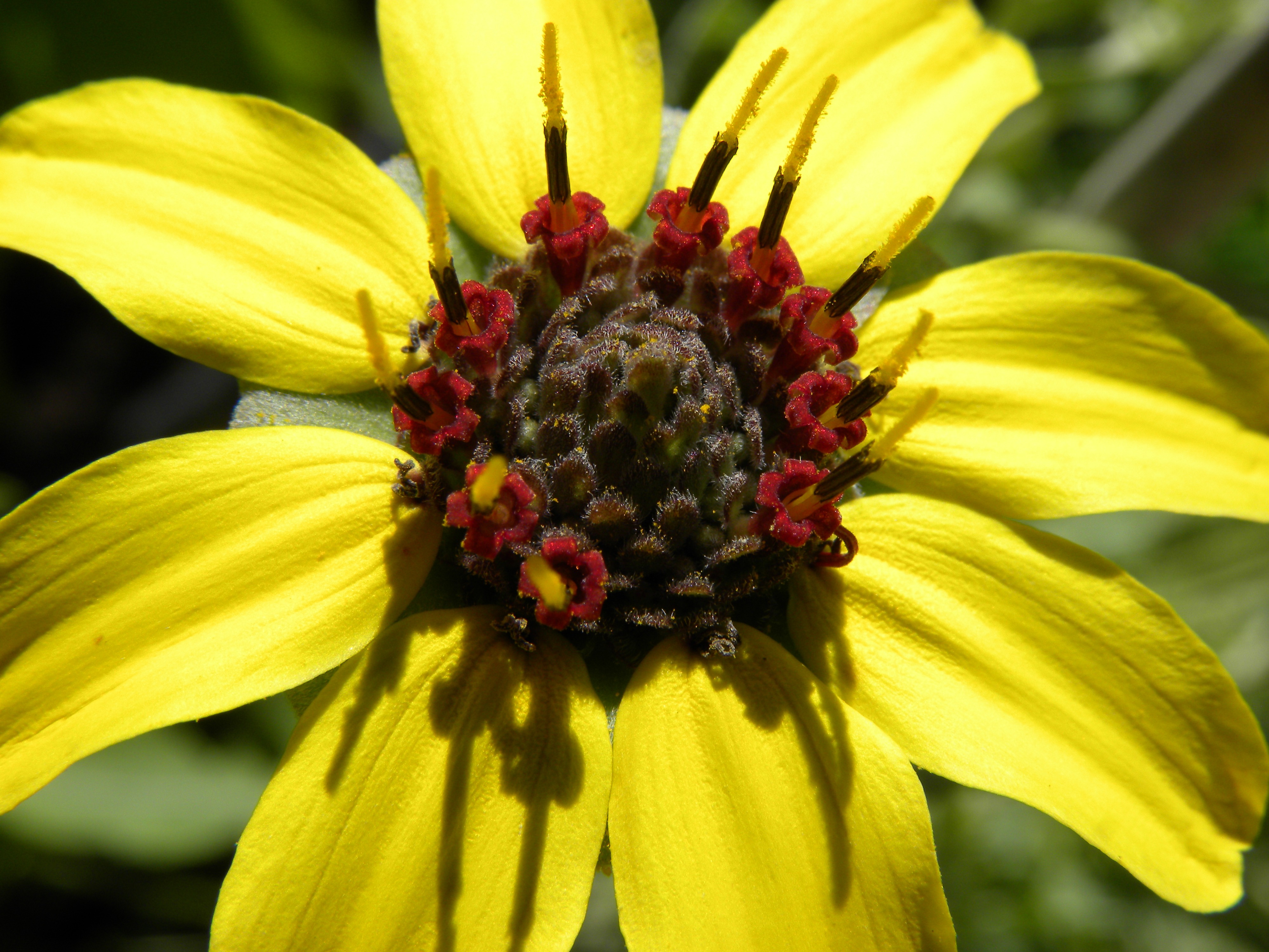 Yellow flower with a brown middle free image download