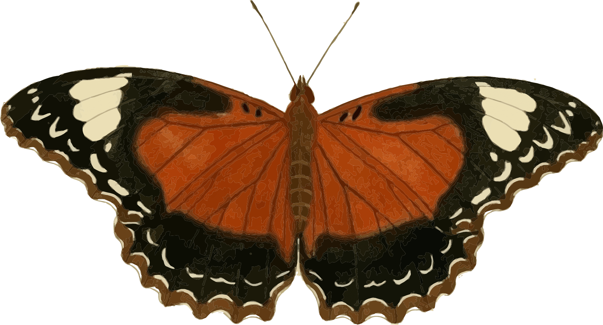 Blackandbrown butterfly with white spots free image download