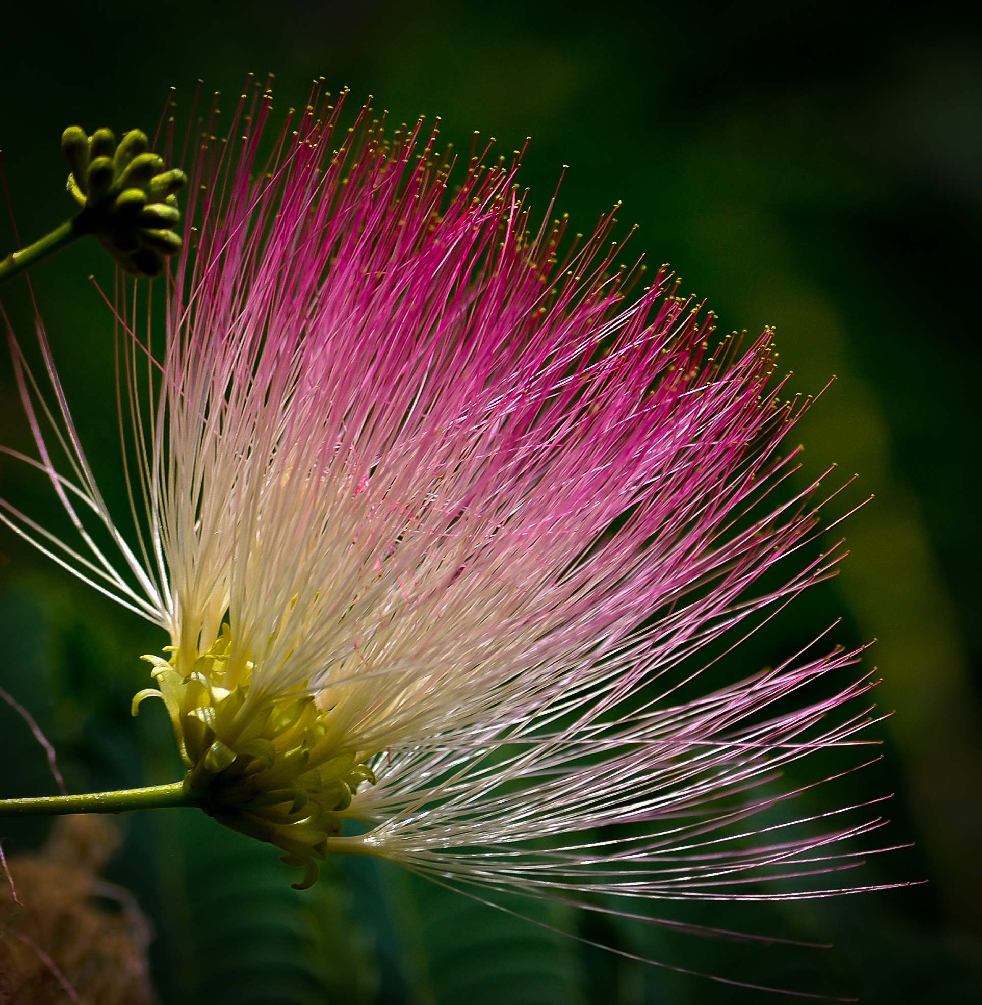 Colorful exotic flower free image download