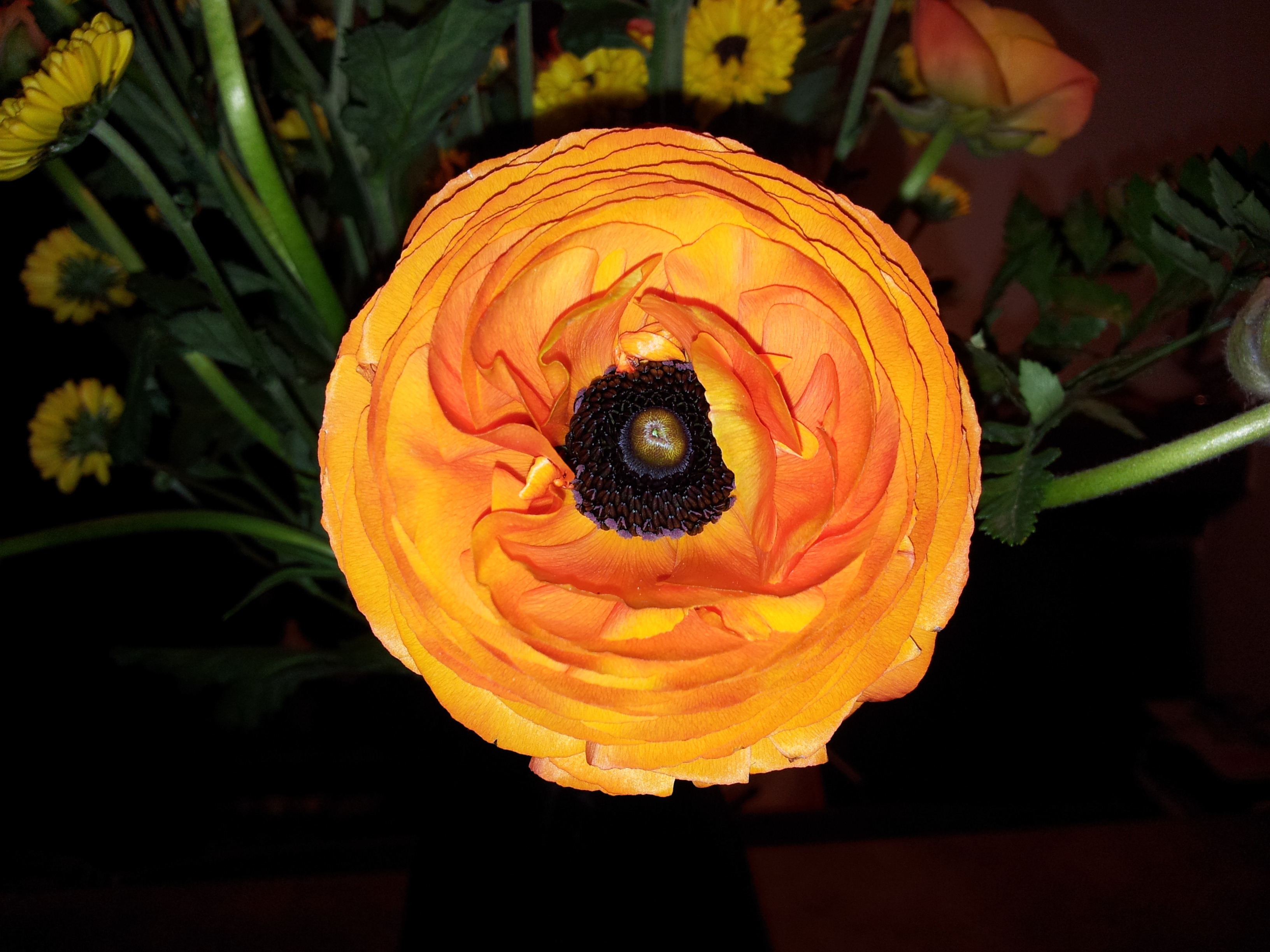 Round orange flower closeup free image download