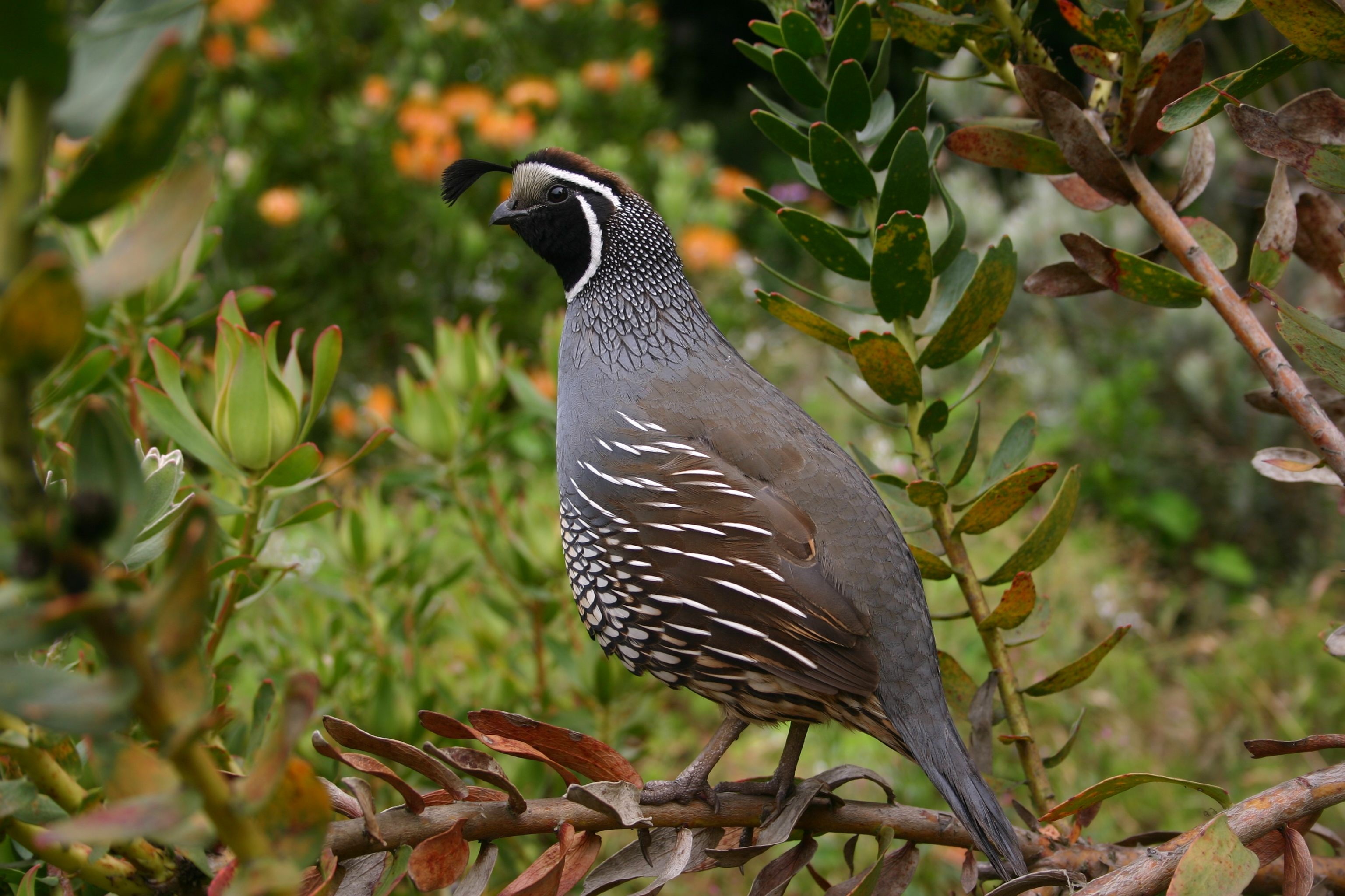 Closeup photo of grey quail bird on a branch free image download