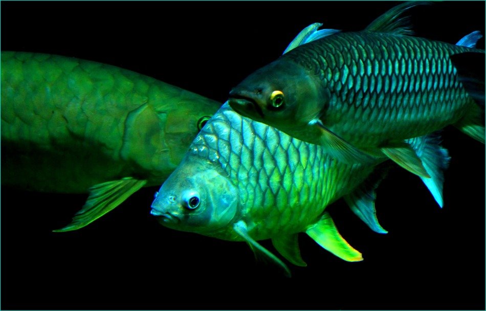 Green fish in aquarium free image download