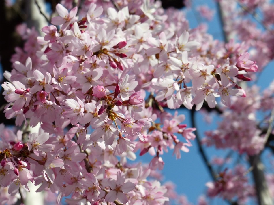 Sakura blossoms in Japan free image download