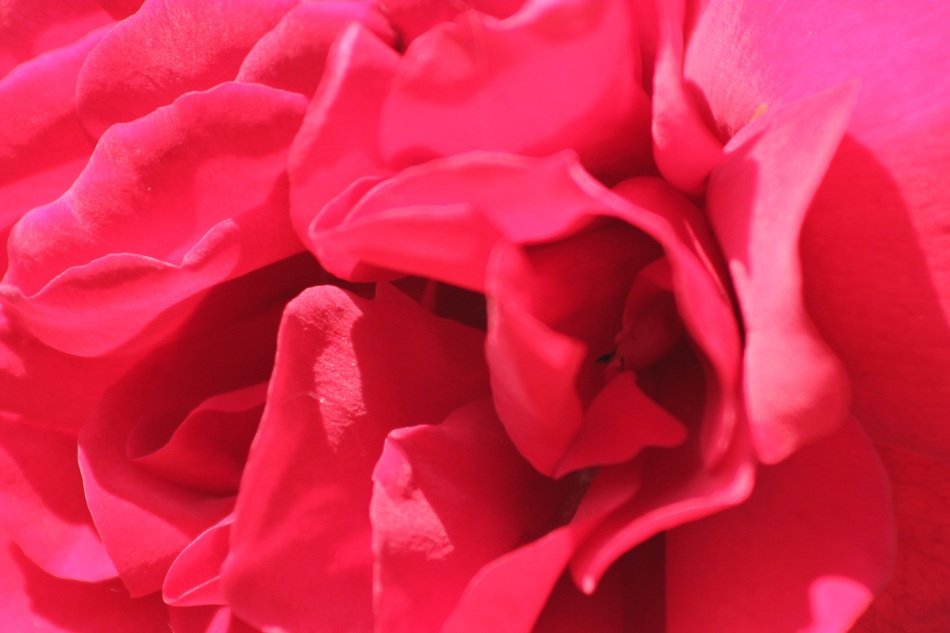 Pink flower petals closeup free image download