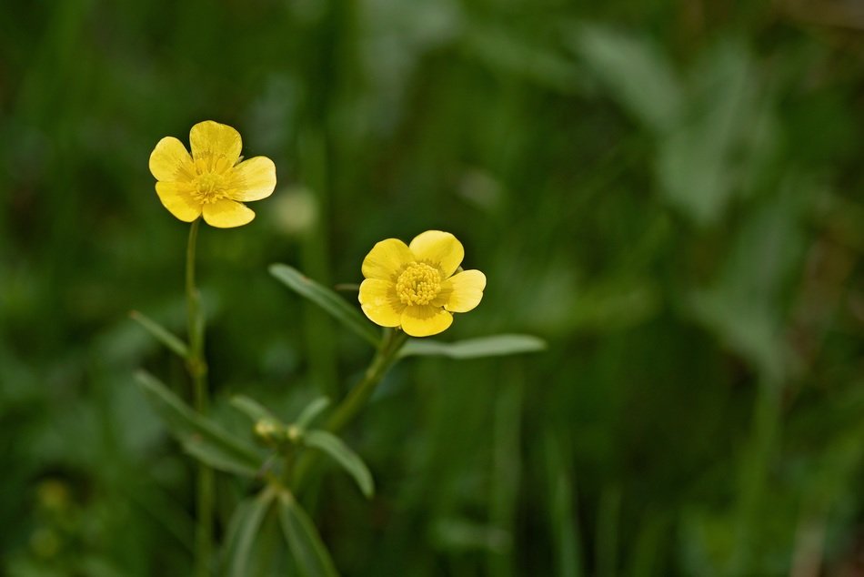 Yellow buttercup plant macro photo free image download