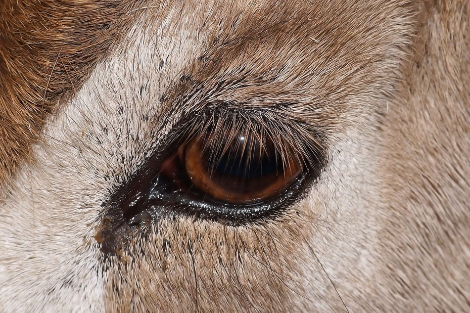 Animal eye free image download