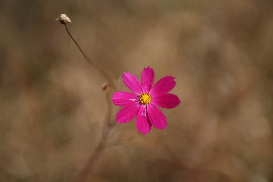 Dark pink flower like a daisy free image download