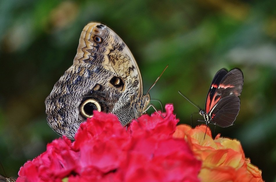 Wildlife of butterfly insect free image download