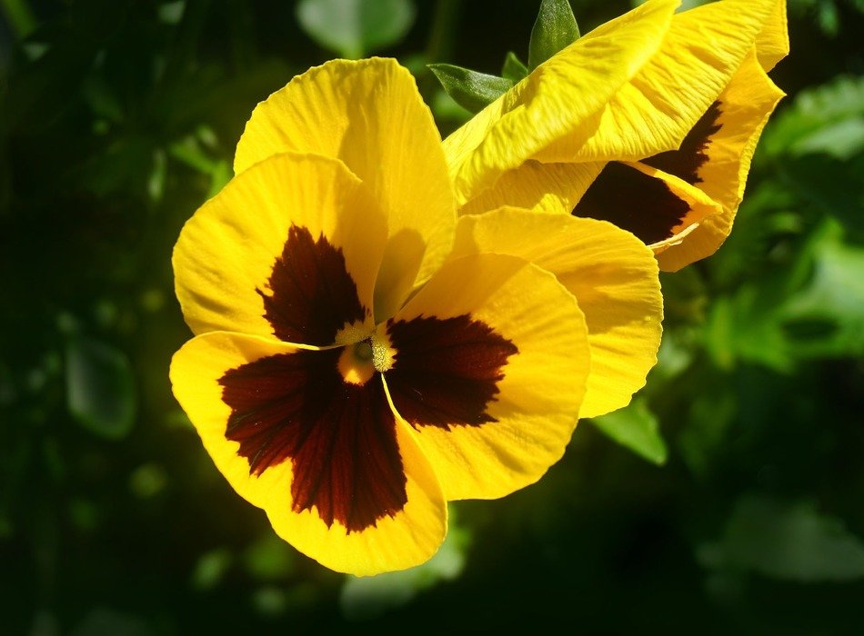 Yellow pansy flower free image download