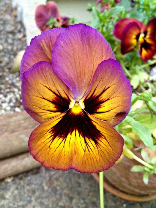 Flower pansy closeup free image download