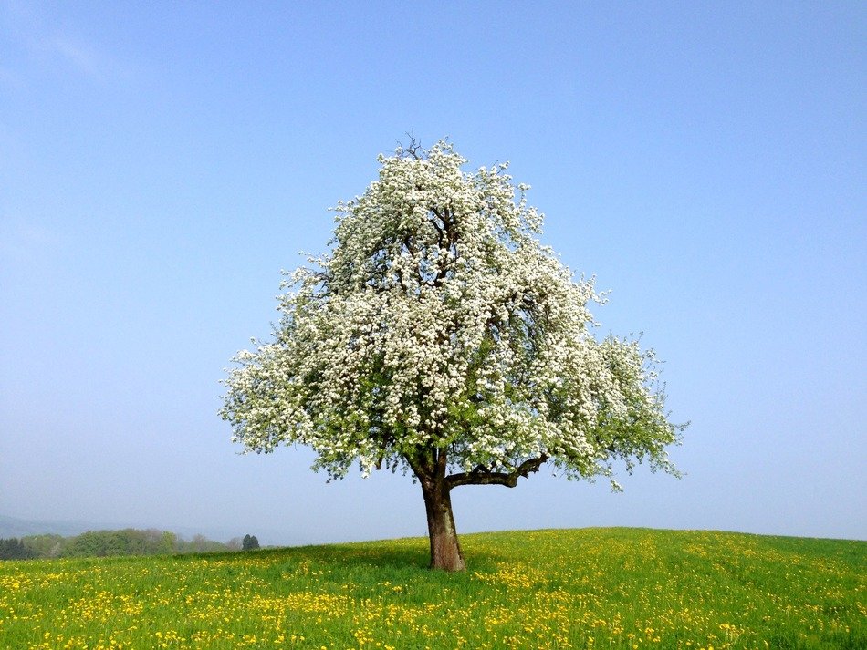 Beautiful tree with white blossoming flowers on the green field with