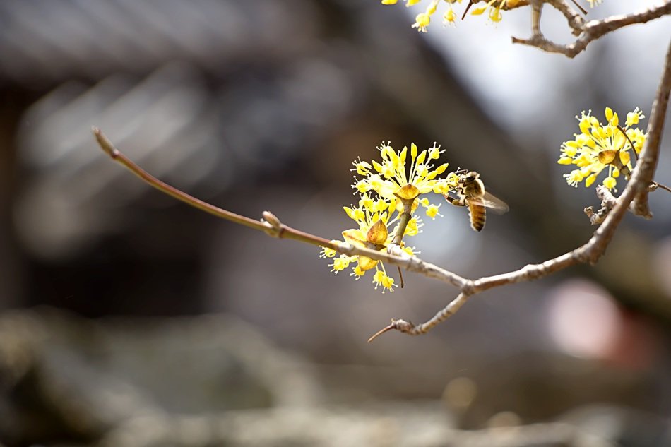 Honey bee on dogwood flowers free image download