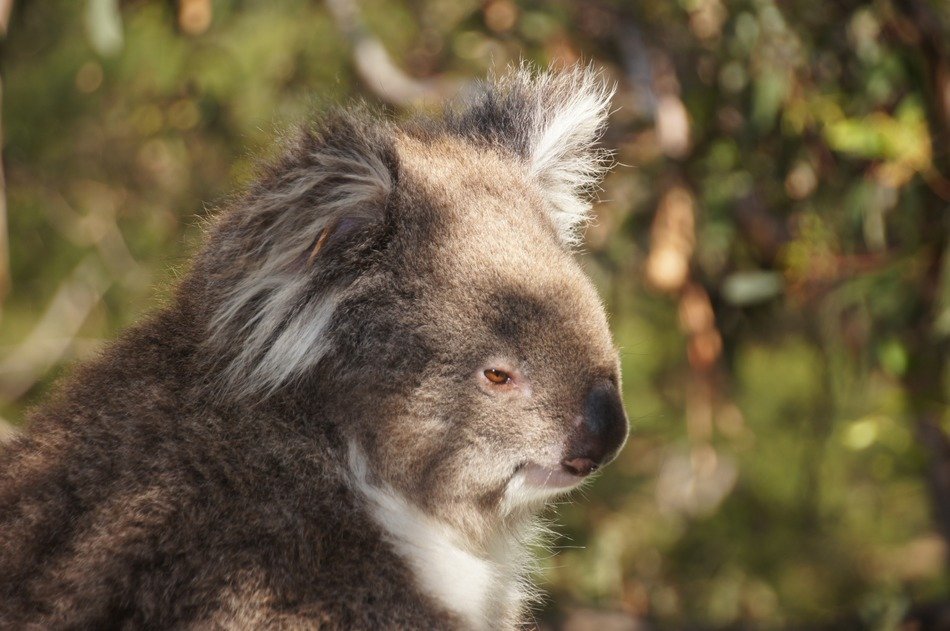 Lazy koala bear in Australia free image download