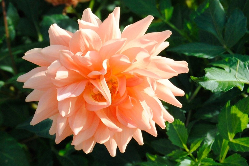 Dizzy flower nature free image download