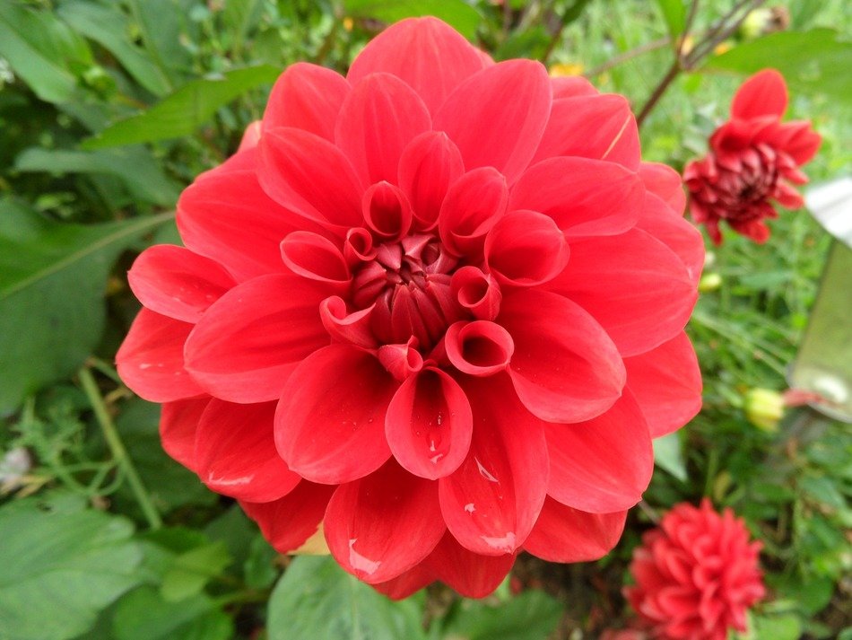 Red summer flower free image download