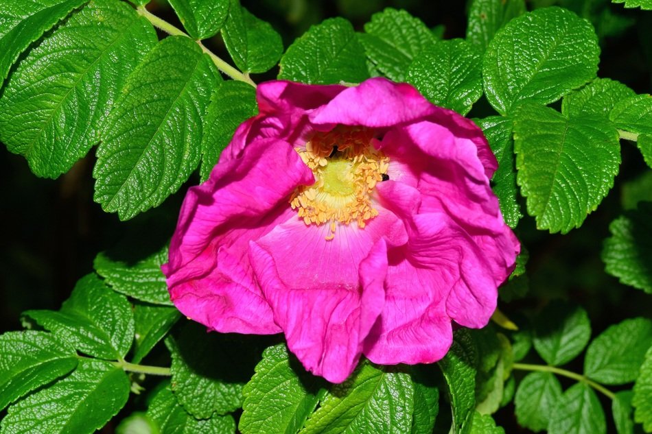 Pink wild rose bush blossom free image download