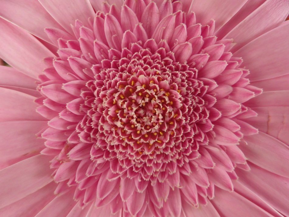 Pink gerbera flower macro free image download