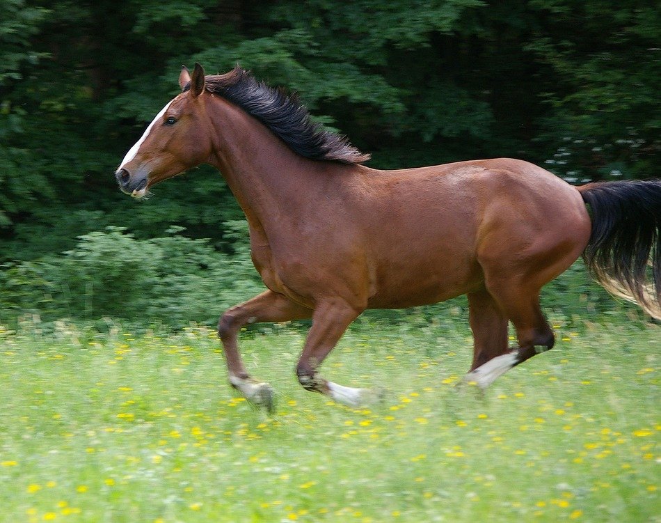 Galloping brown horse free image download