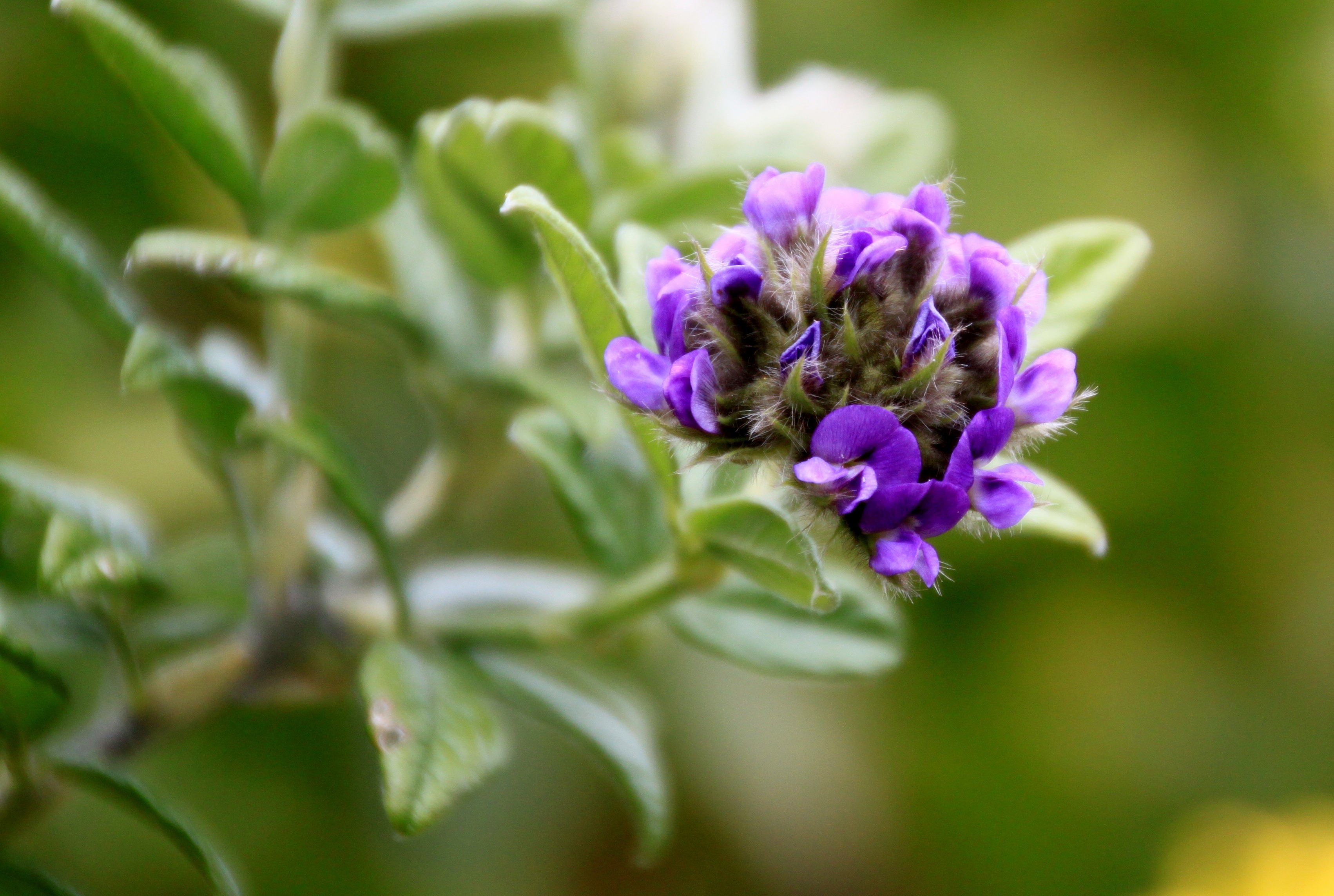 Stunningly beautiful small flower free image download