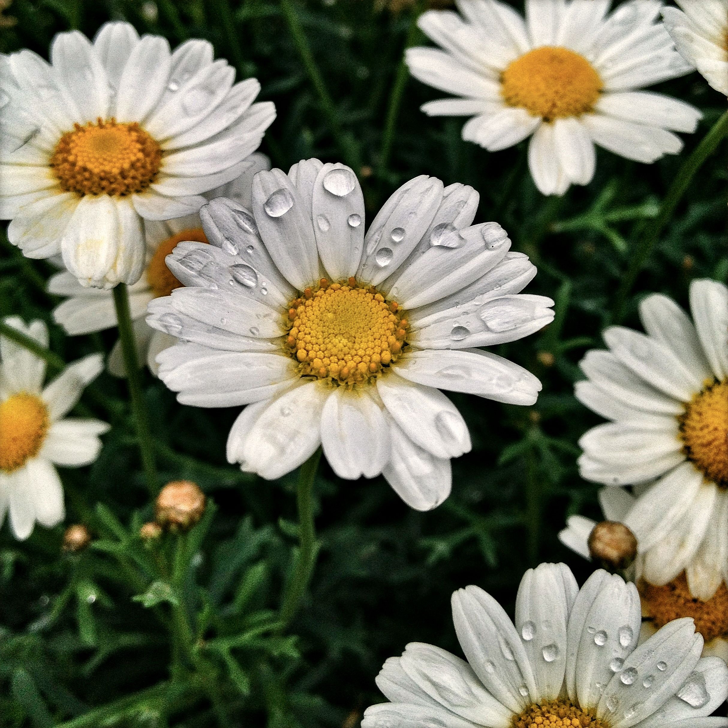 White daisies in drops of water closeup free image download