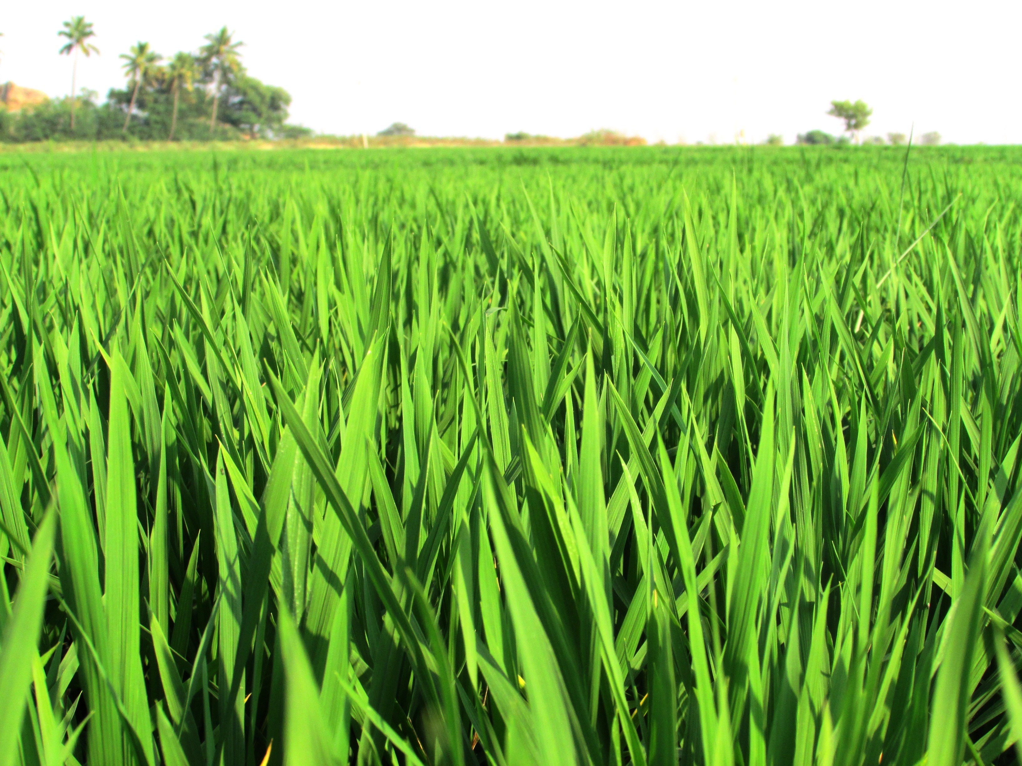 Bright green field closeup free image download