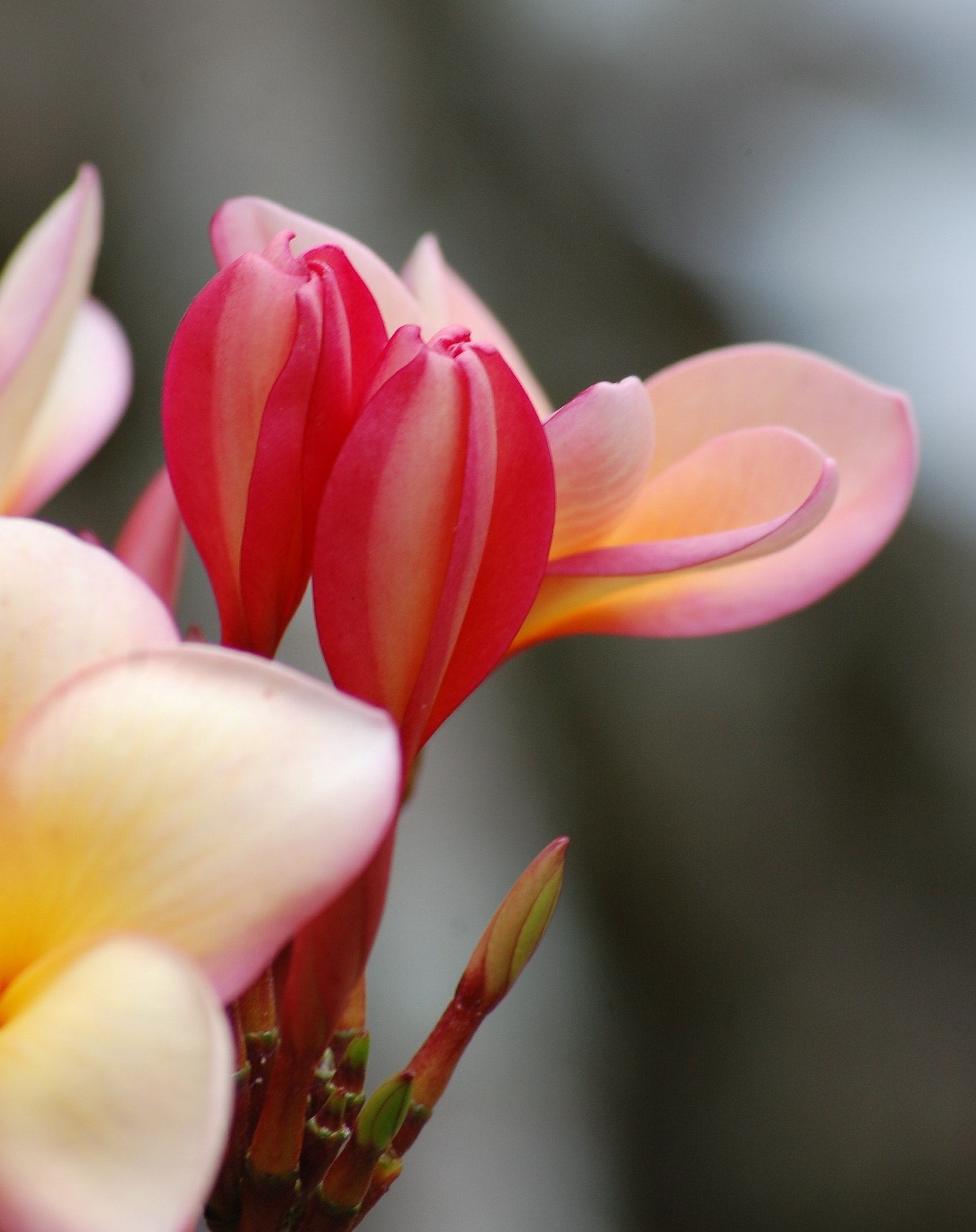 Delicate frangipani flower free image download
