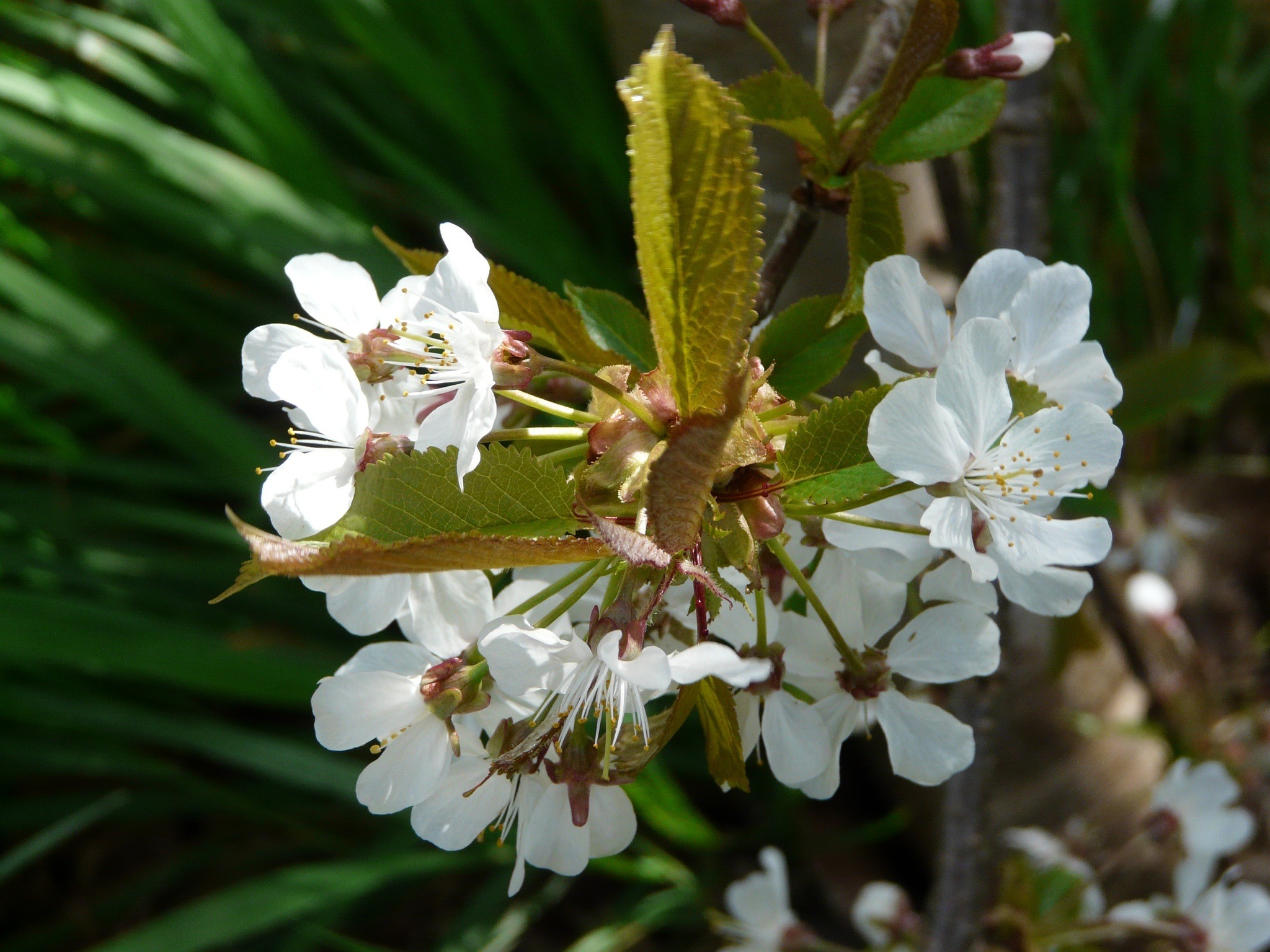 Beautiful white clusters on a cherry tree among other plants free image