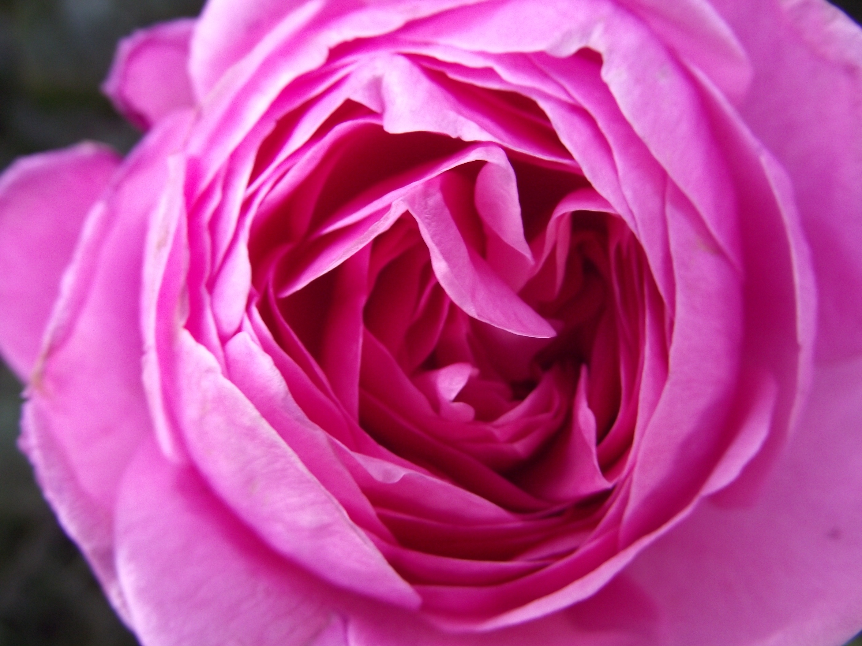 Closeup photo of pink rose bud free image download