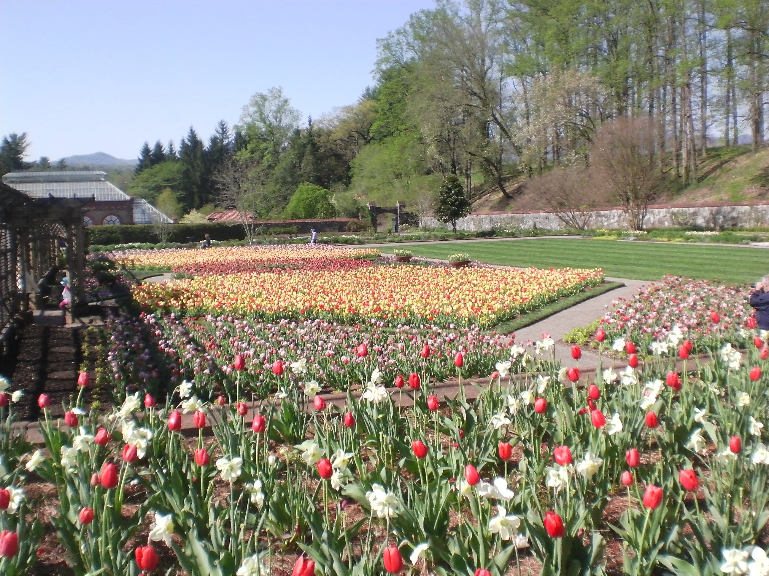 Tulip gardens in Baltimore free image download