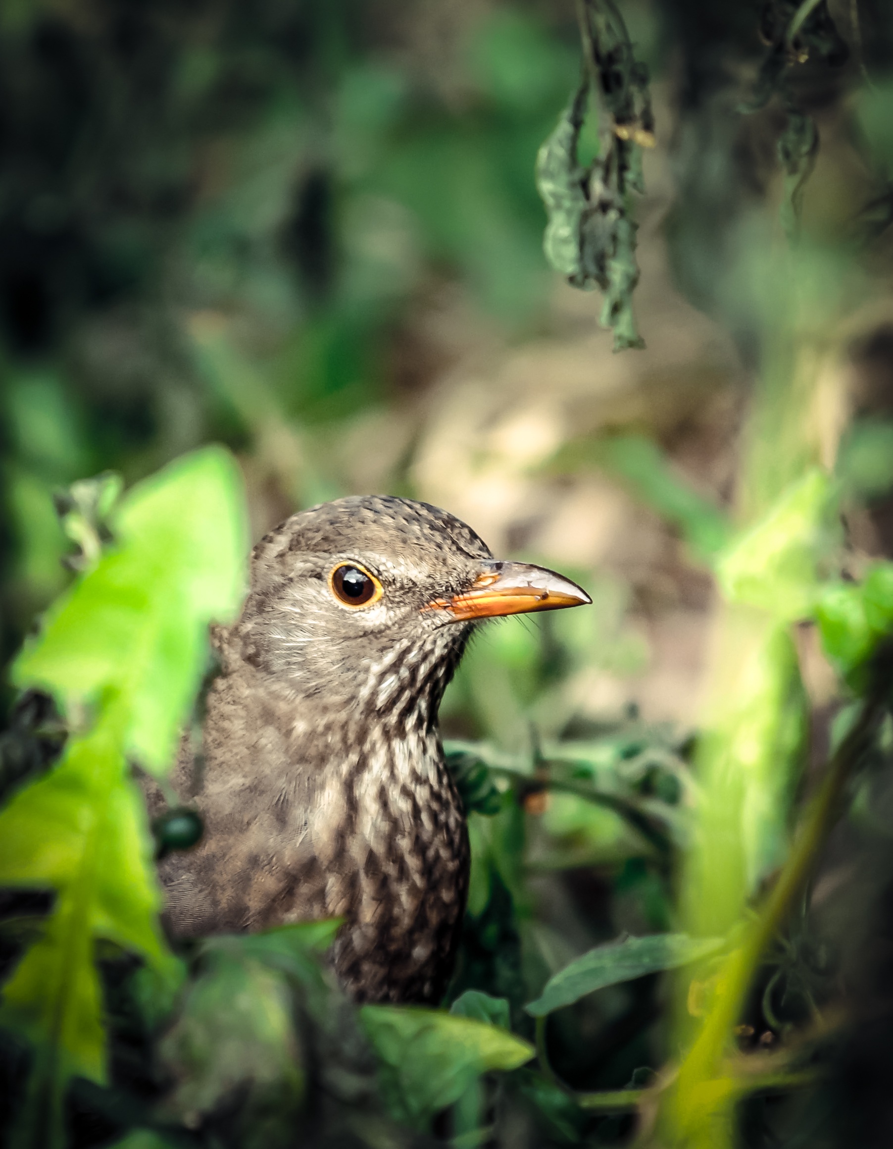 Gray bird in green grass free image download