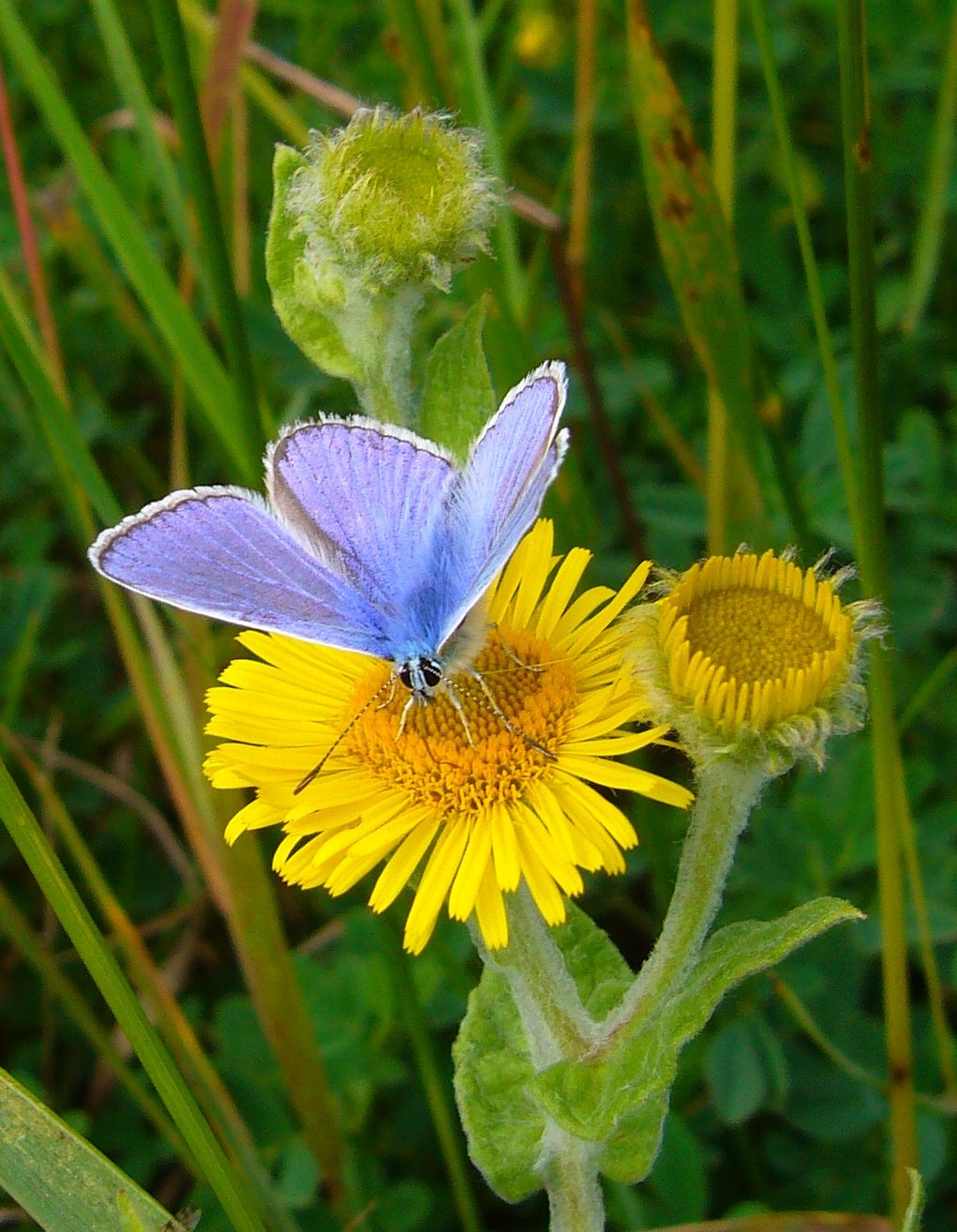 Blue butterfly on a yellow flower close up free image download