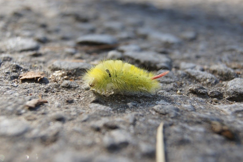 Yellow hairy red tailed caterpillar free image download