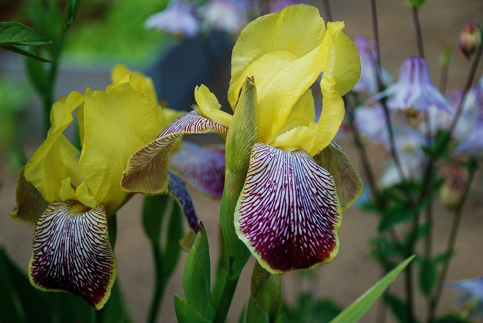 Yellow purple iris flowers free image download
