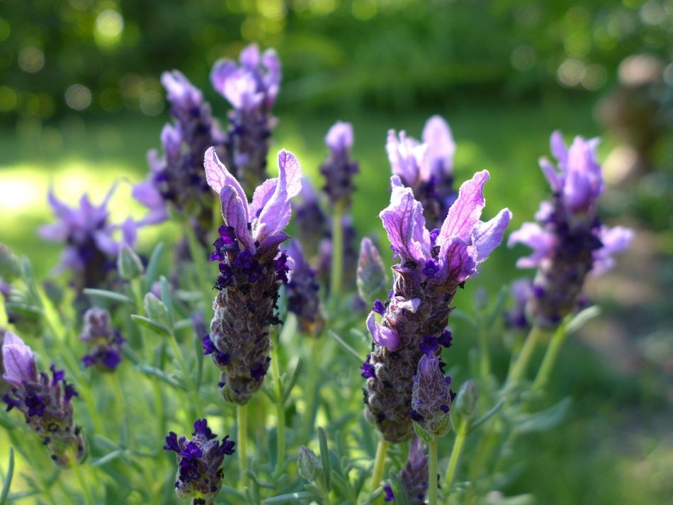 Violet lavender garden flowers free image download