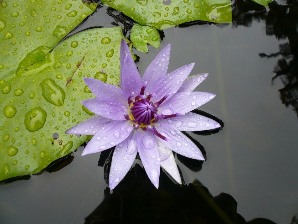 Water Lily Flower free image download